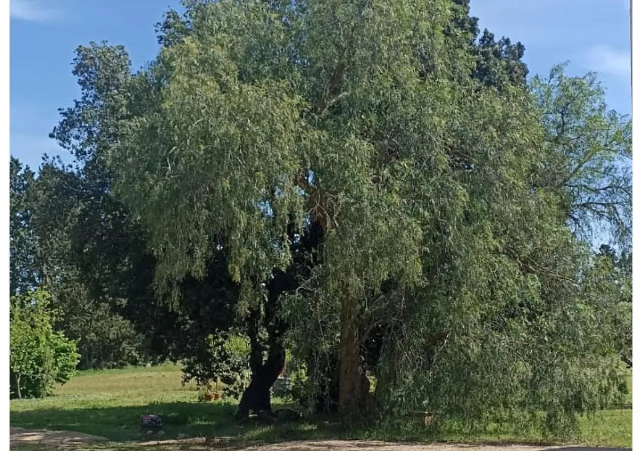 Giganti Verdi - Appartamento Pepe Orbetello 0*,